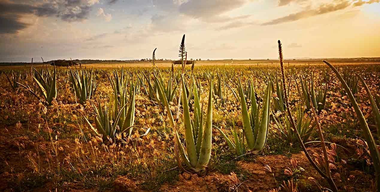 The history of aloe vera – ATALAYA BIO