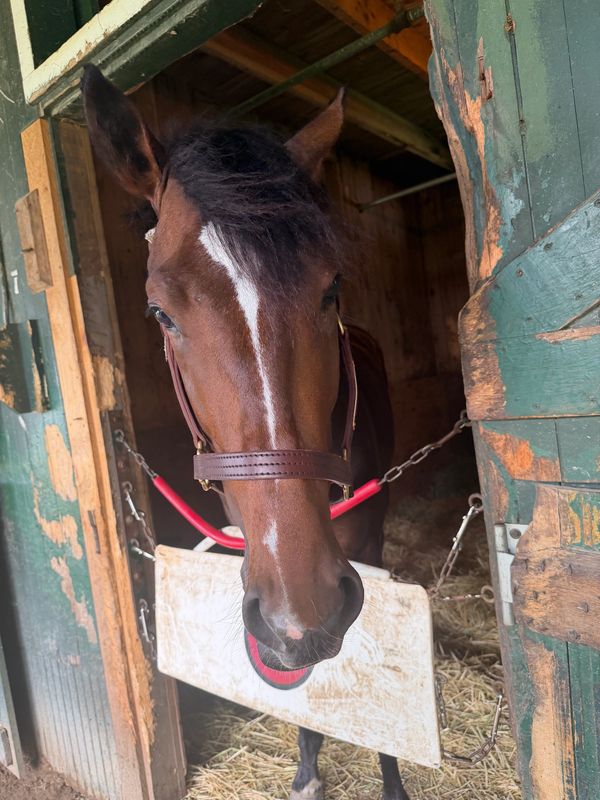 Brown horse with white blaze in a rustic wooden stall.