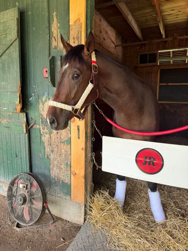 A brown horse with white leg wraps in a stable stall.