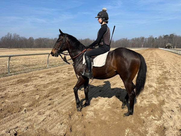 Rider in black gear on a dark brown horse on a sandy track under a clear blue sky.