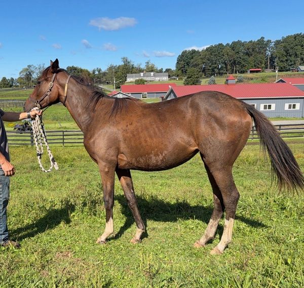 Brown horse standing on grass with a handler.