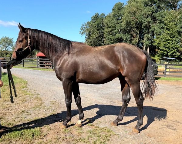 Brown horse standing outdoors on a sunny day.