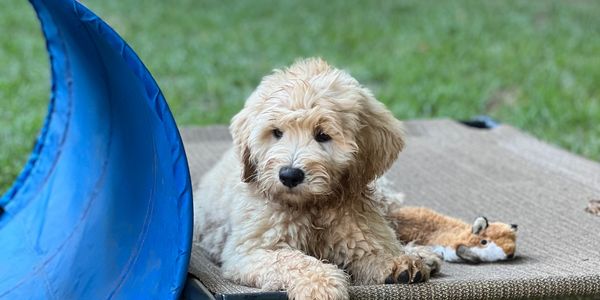 puppy preschool