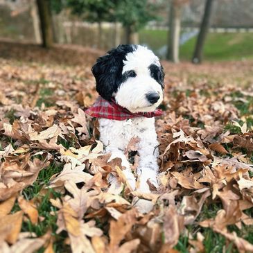 puppy training