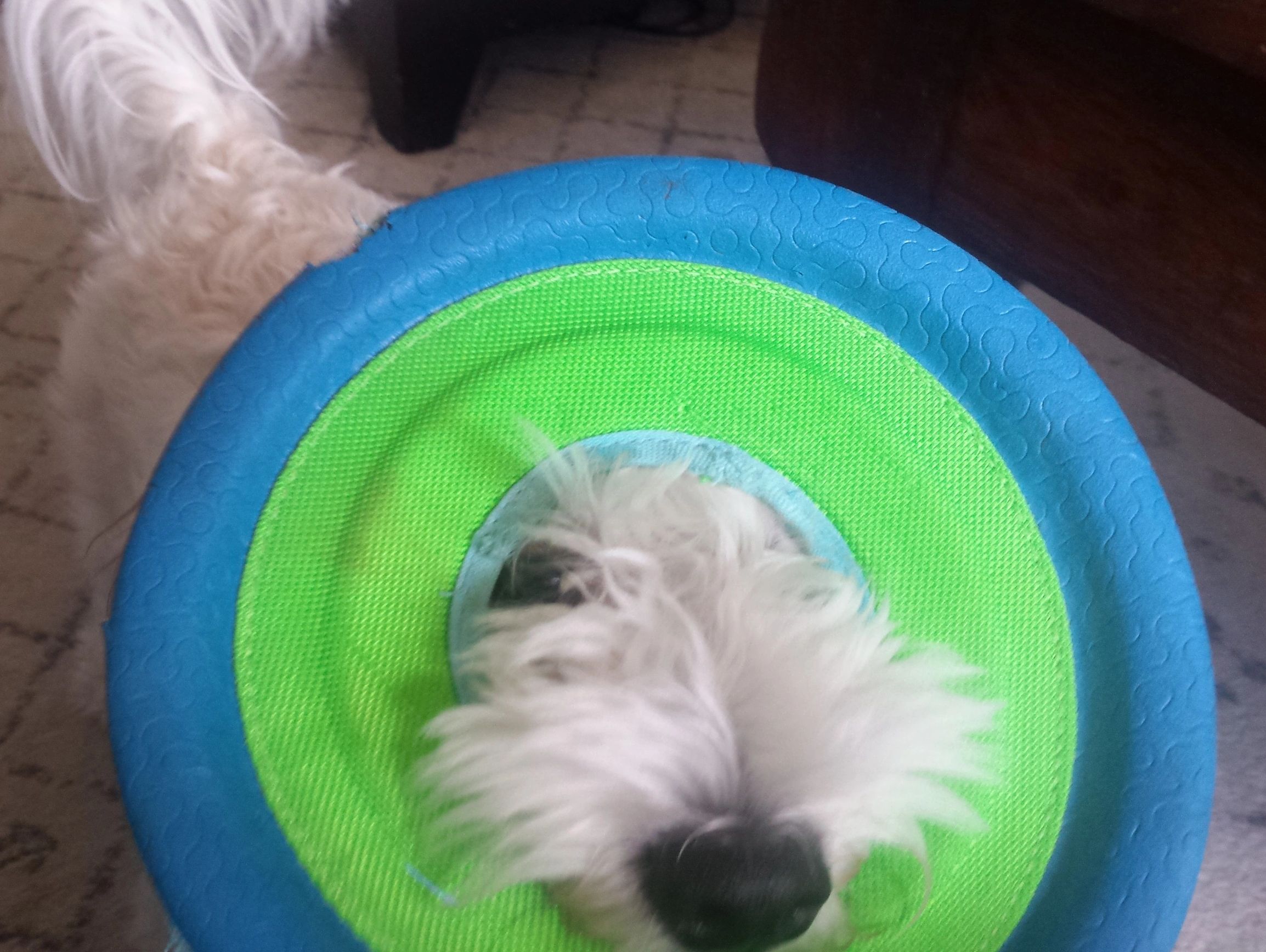 smiling white dog with his face in a frisbee