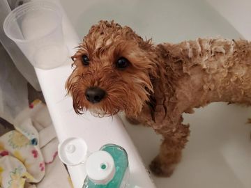 little wet puppy looks up from a bath tub after being given a bath-bottle of shampoo  