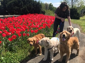 Girl walking 4 large dogs around a bed of red tulips