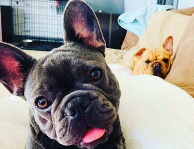 ABOUT US | Frenchie-tails of katy