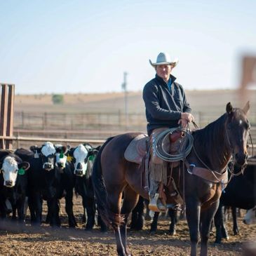 sorting and breeding heifers