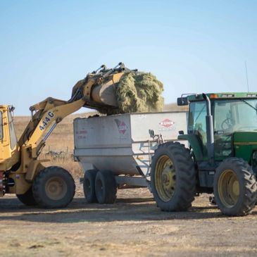 custom cattle feeding