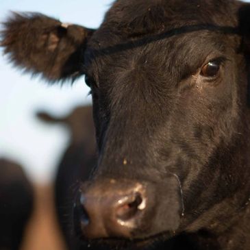 cattle feeding