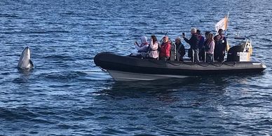 Group of people in a RIB with a dolphin jumping right infront of them 