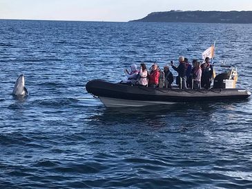 RIB / Powerboat with a group of people watching a dolphin jump at the front of the boat