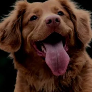 Click for Adoptable Dogs