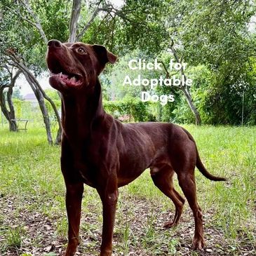 Click  for Adoptable Dogs