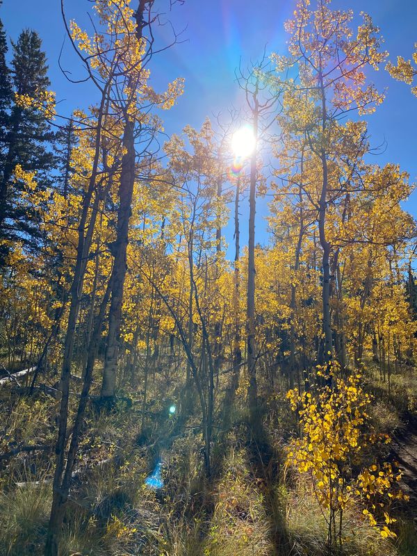 view of tall Trees and the Sun 