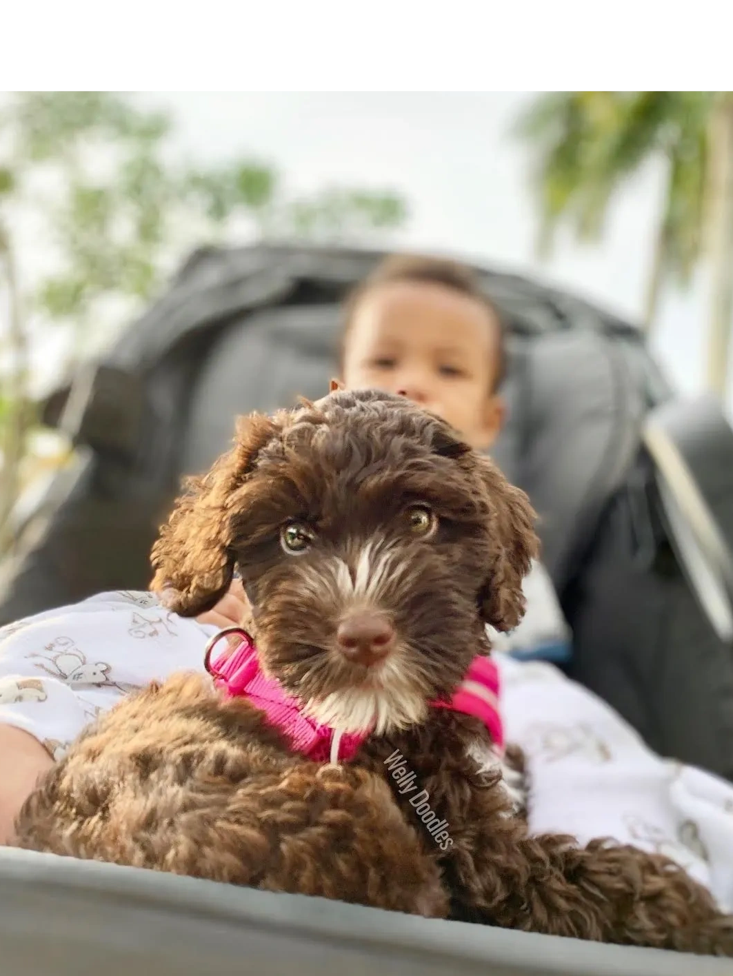 Curly brown puppy with a pink harness sitting in a stroller with a child.