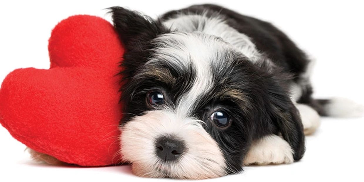 Adorable black and white puppy resting with a red heart-shaped pillow.