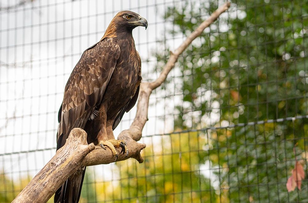 Are Dogs Allowed At Golden Eagle Park