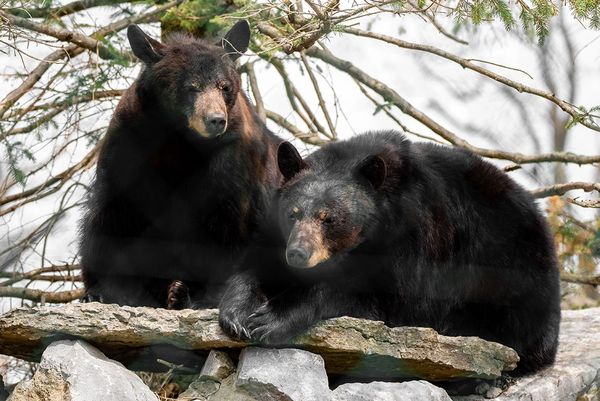 Adult Black Bear