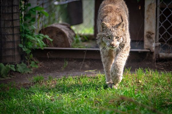 Canada Lynx  Seneca Park Zoo