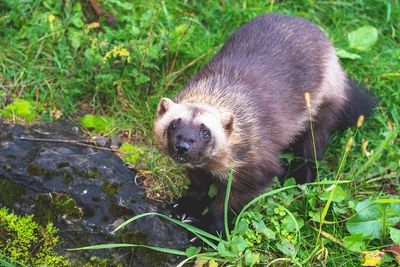 Wolverine Wolverine