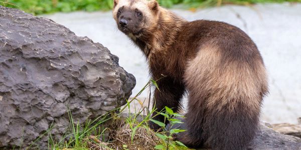 Wolverine in its natural habitat at Zoo New York.