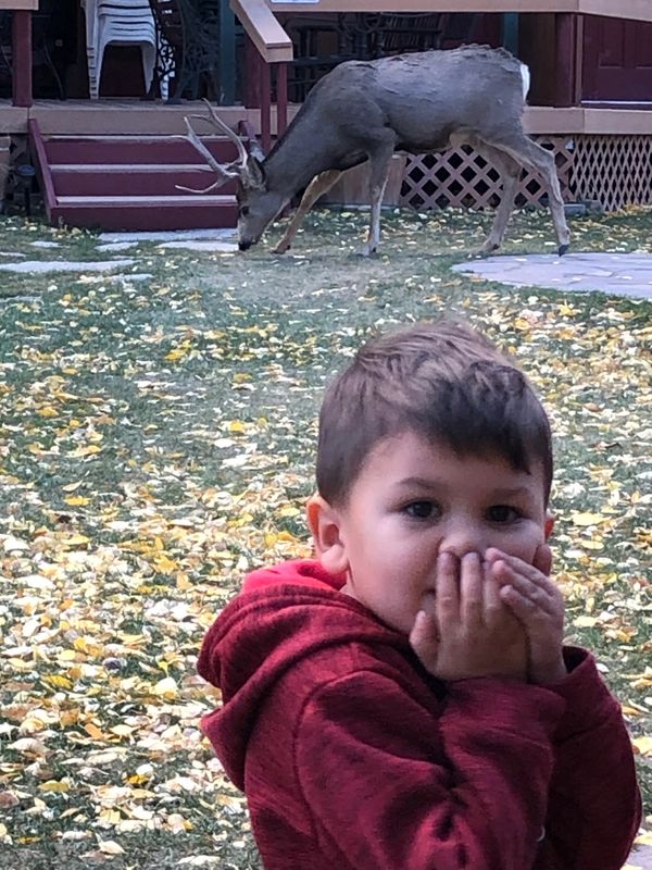 a little boy with a deer at his back