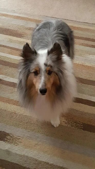Fluffy Shetland Sheepdog standing on a striped carpet.