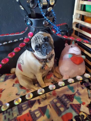 Pug sitting with a plush pig toy on a colorful blanket.