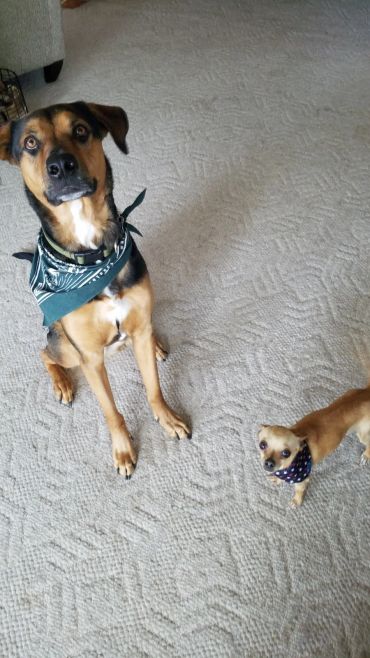 Two dogs wearing bandanas, one large and one small, sitting on carpet.