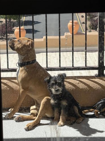 Two dogs sitting by a sunny balcony.