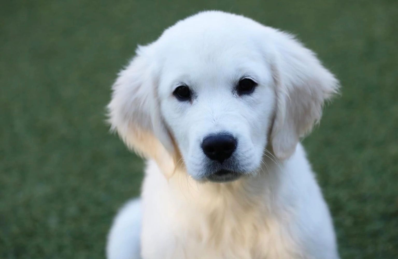 English cream golden retriever San Diego 