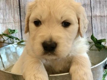 english cream golden retriever puppies for sale