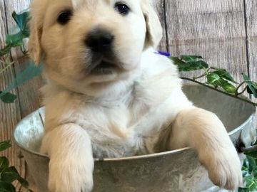 english cream golden retriever puppies for sale
