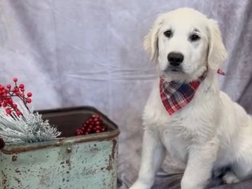 english cream golden retriever puppies for sale