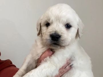 english cream golden retriever puppies for sale