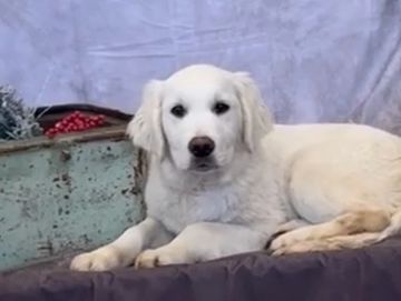 english cream golden retriever puppies for sale