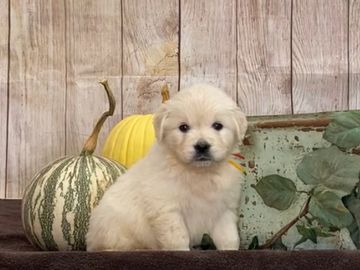 english cream golden retriever puppies for sale