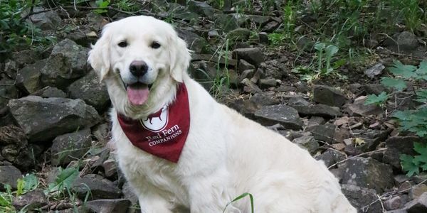 English Cream Golden Retriever female Willow