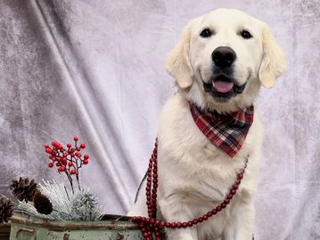 english cream golden retriever puppies for sale