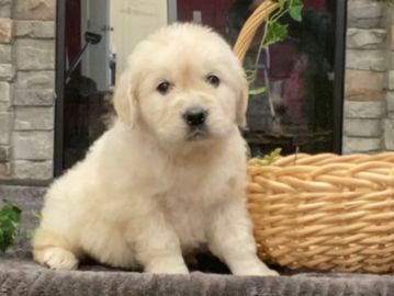 english cream golden retriever puppies for sale