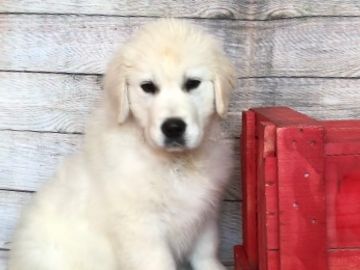 english cream golden retriever puppies for sale