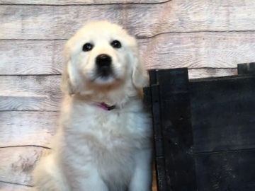 english cream golden retriever puppies for sale