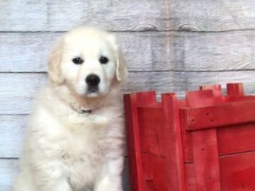 english cream golden retriever puppies for sale