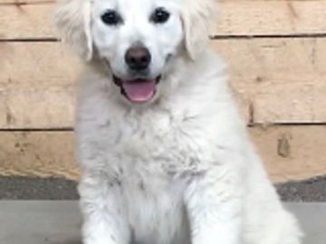 english cream golden retriever puppies for sale