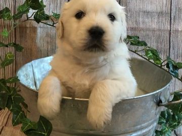 english cream golden retriever puppies for sale