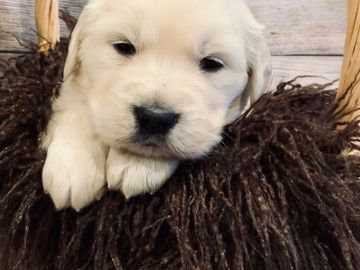 english cream golden retriever puppies for sale