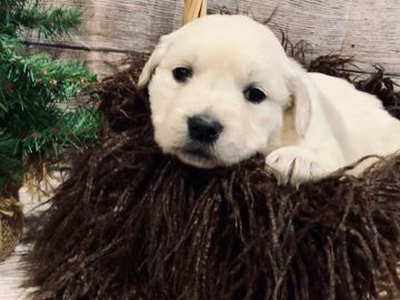 english cream golden retriever puppies for sale