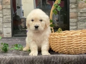 english cream golden retriever puppies for sale